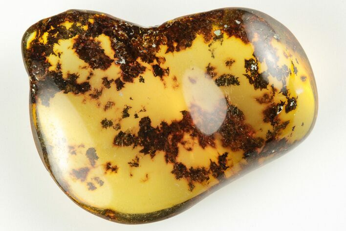Polished Chiapas Amber ( g) - Mexico #193246